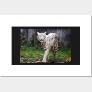 White Bengal Tiger Posters and Art